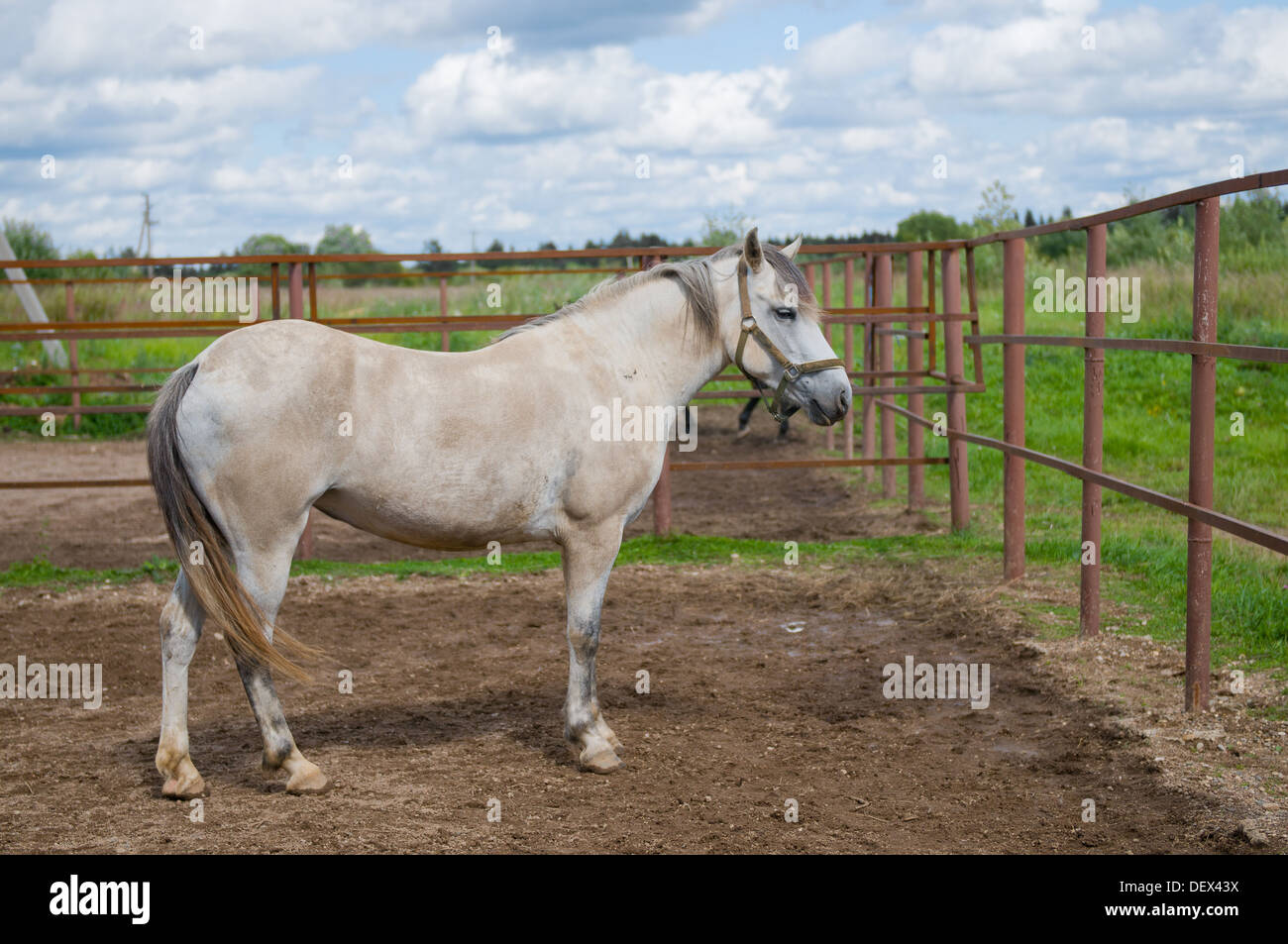 White horse on a farm in summer Stock Photo - Alamy