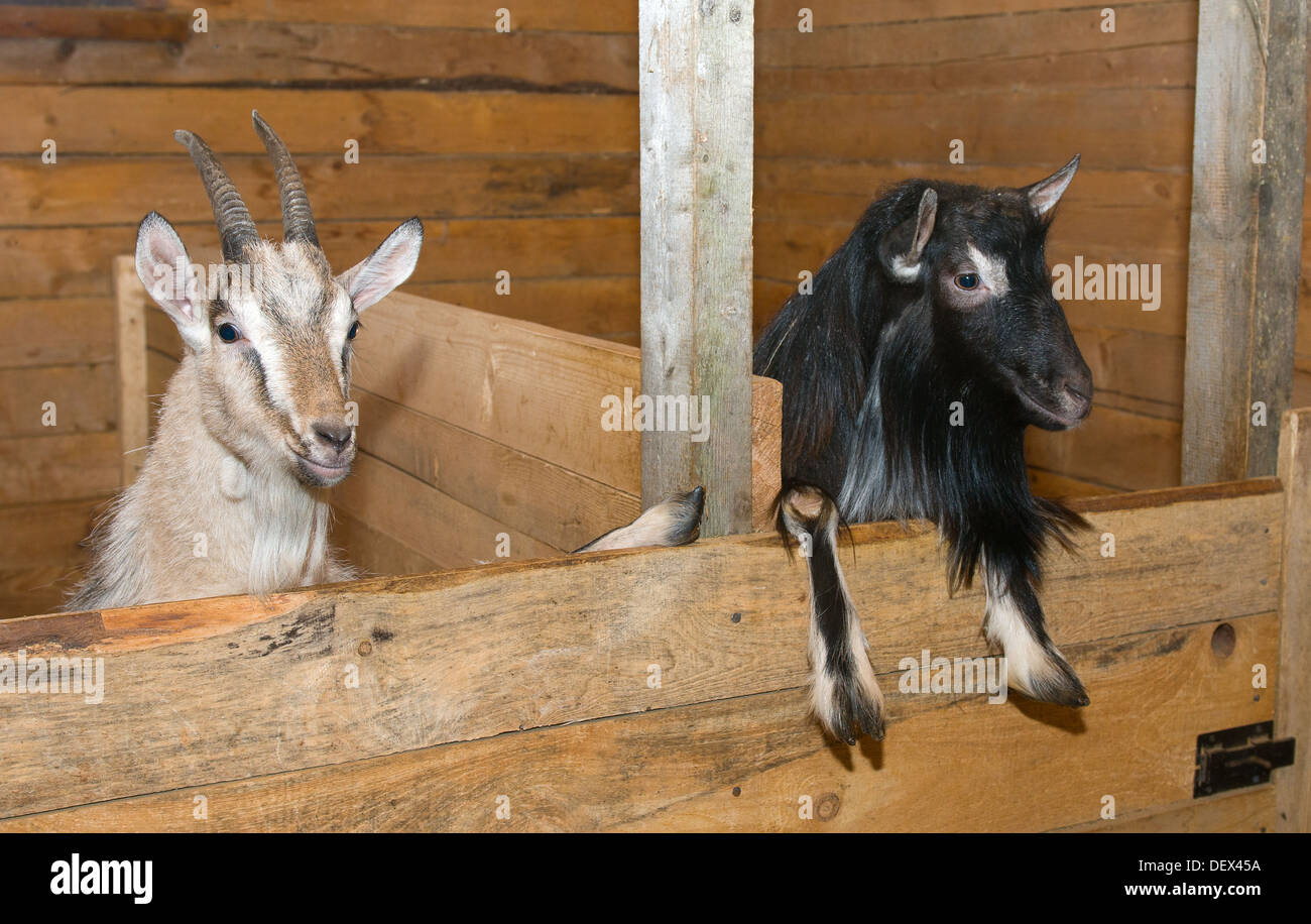 Goats peep out from the fold Stock Photo