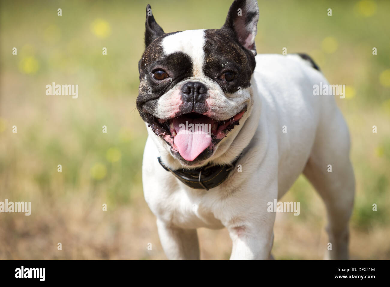 Happy french bulldog with his hostess in the park Stock Photo - Alamy