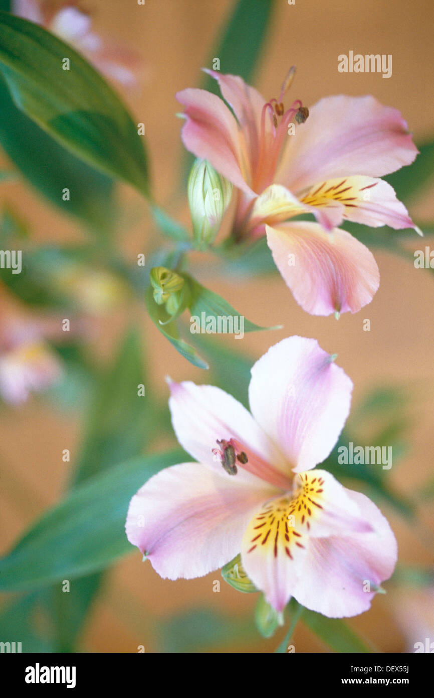 Lily of the Incas (Alstroemeria pelegrina Stock Photo Alamy