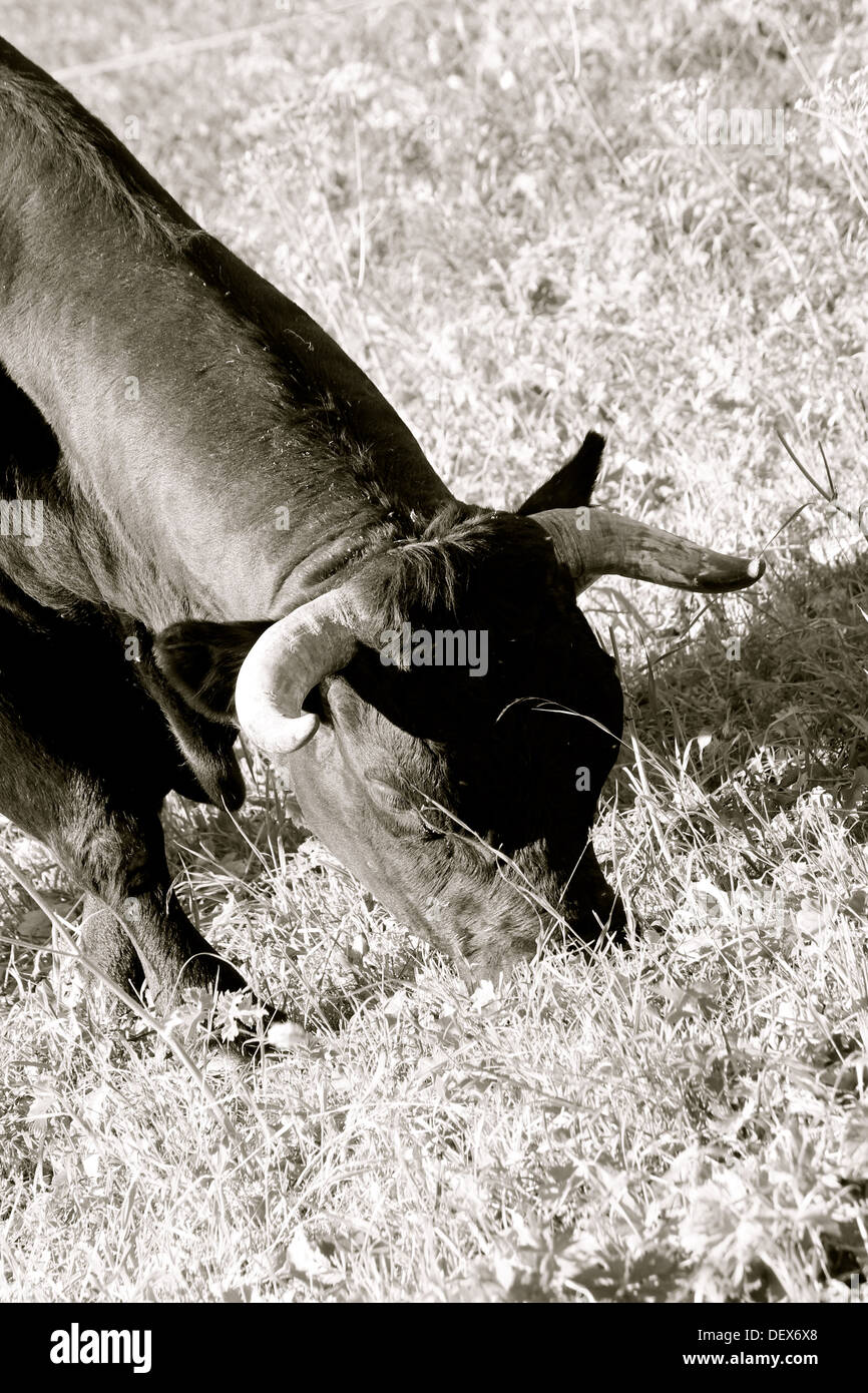 Cow ruminant hi-res stock photography and images - Alamy