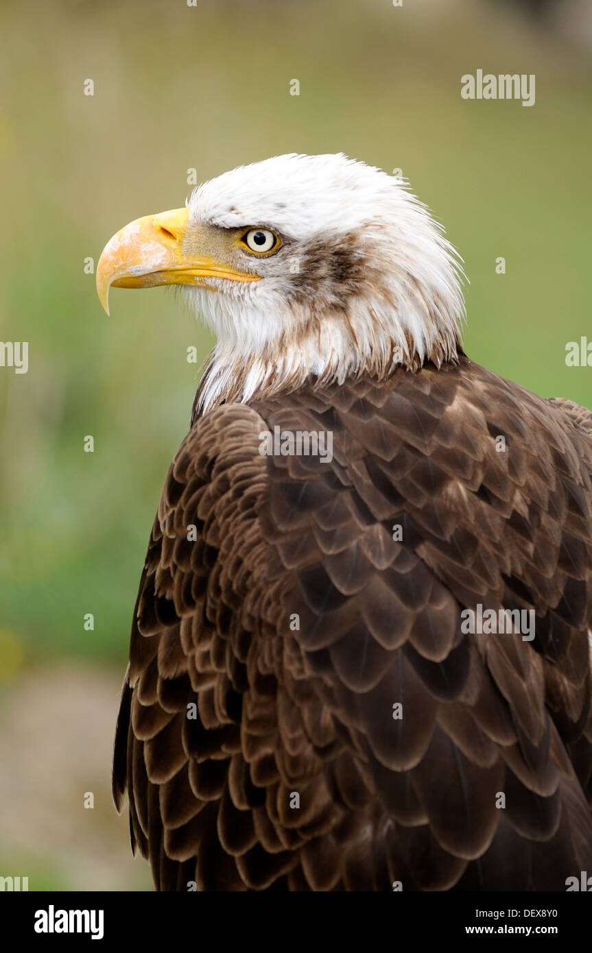 Portrait of Bald Eagle, Haliaeetus leucocephalus. Stock Photo