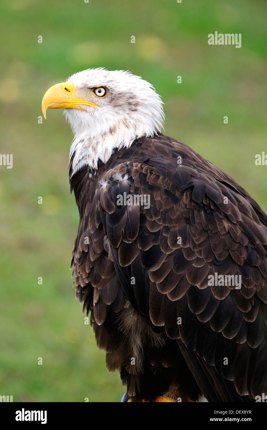 Portrait of Bald Eagle, Haliaeetus leucocephalus. Stock Photo