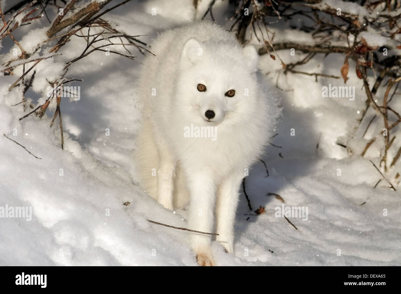 Arctic Fox Alopex Lagopus Stock Photo Alamy