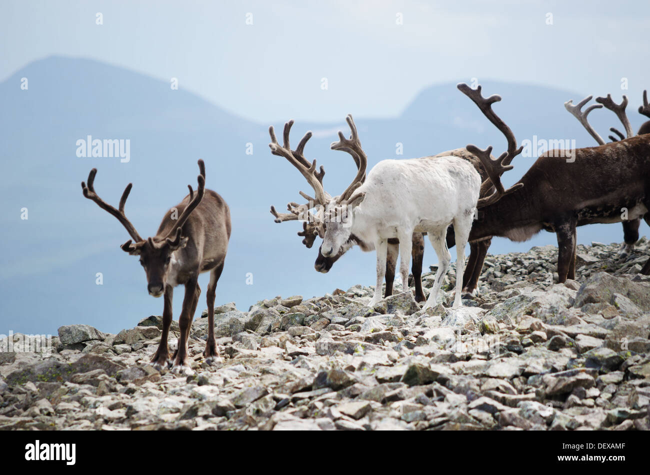 A herd of reindeer in Jotunheimen national park, Norway. Stock Photo