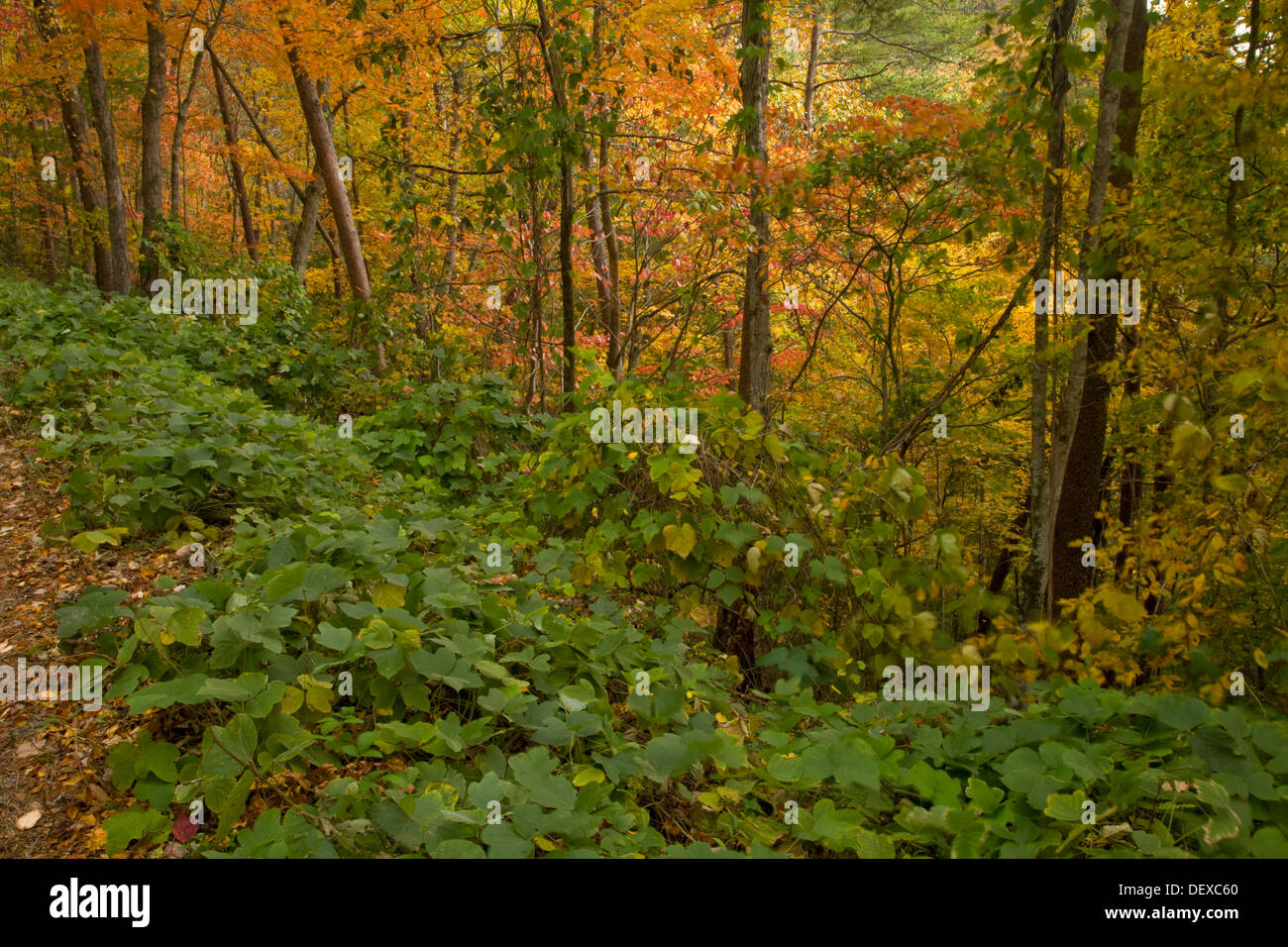 Kudzu, Autumn, Cherokee National Forest, TN Stock Photo Alamy