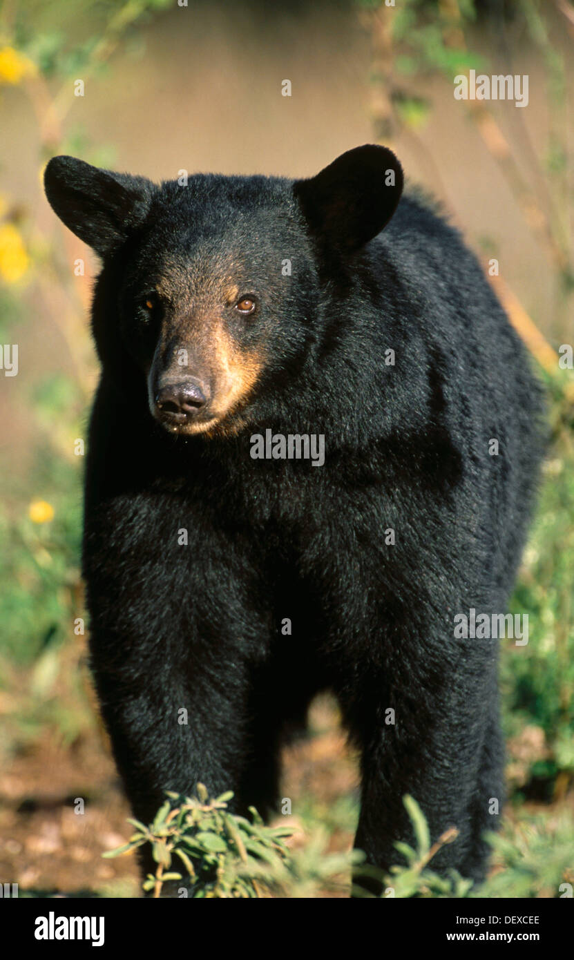 Black Bear (Ursus americanus). Mexico Stock Photo Alamy