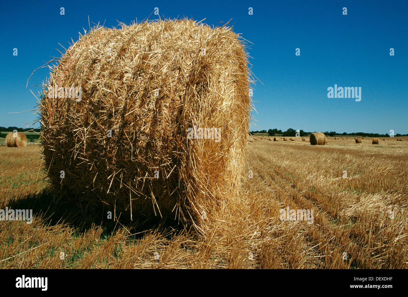 Straw in round bales. Wisconsin. USA Stock Photo Alamy