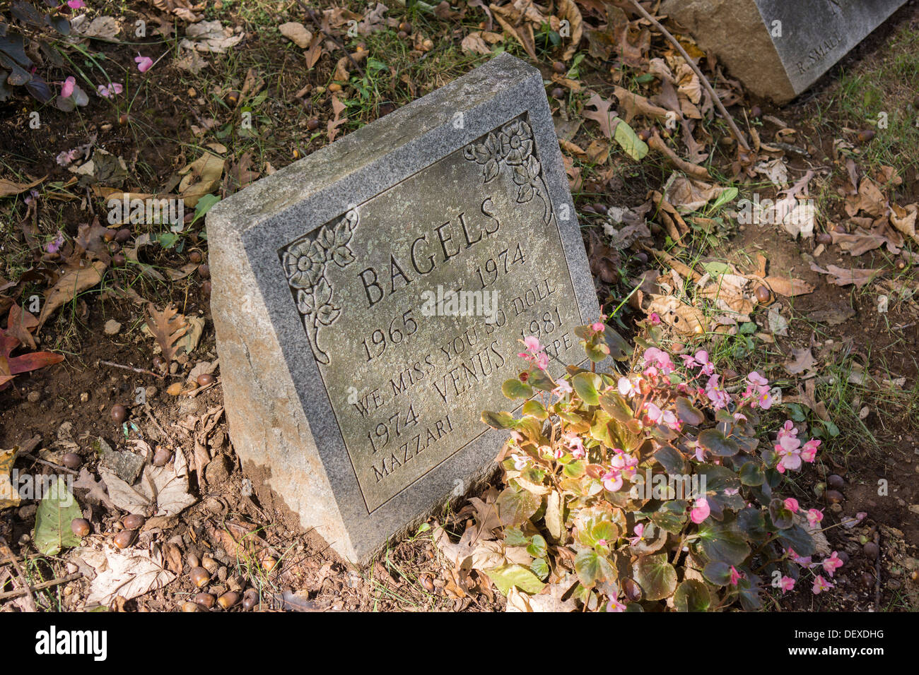 Gravestones for owners' beloved pets in the Hartsdale Pet Cemetery in