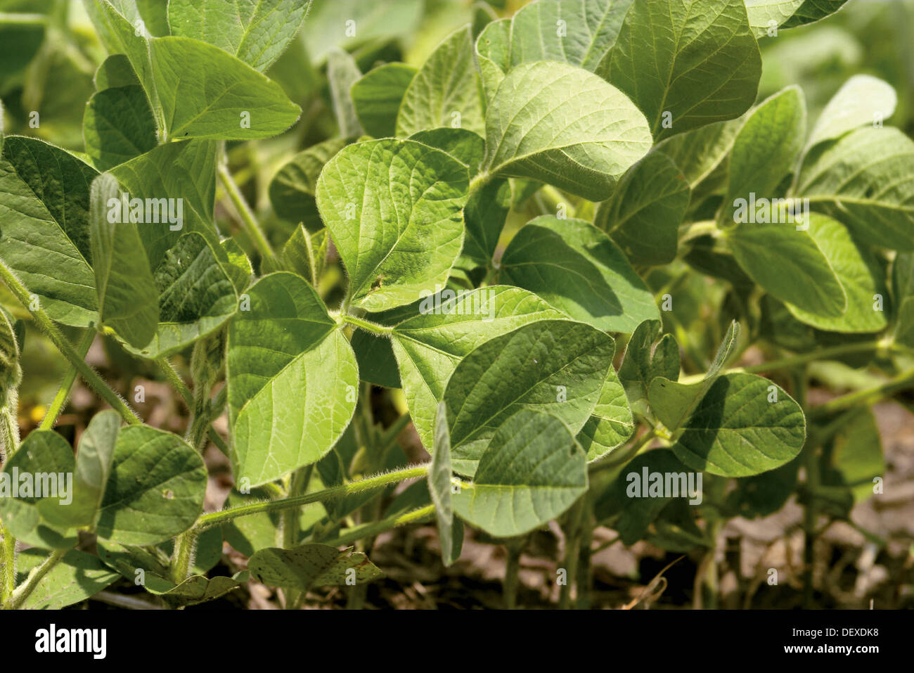 Young soybean crop usa hi-res stock photography and images - Alamy