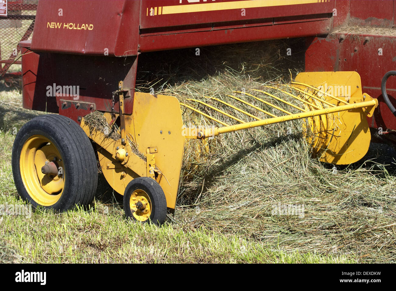 Baling hay in field, mown grass raked into baling machine. Lincolnshire