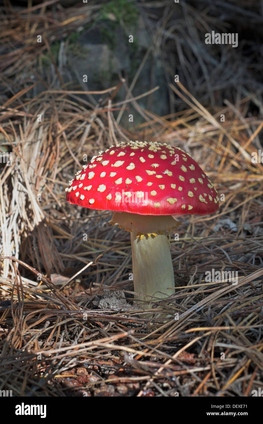 Fly agaric toadstool in pine forest Stock Photo