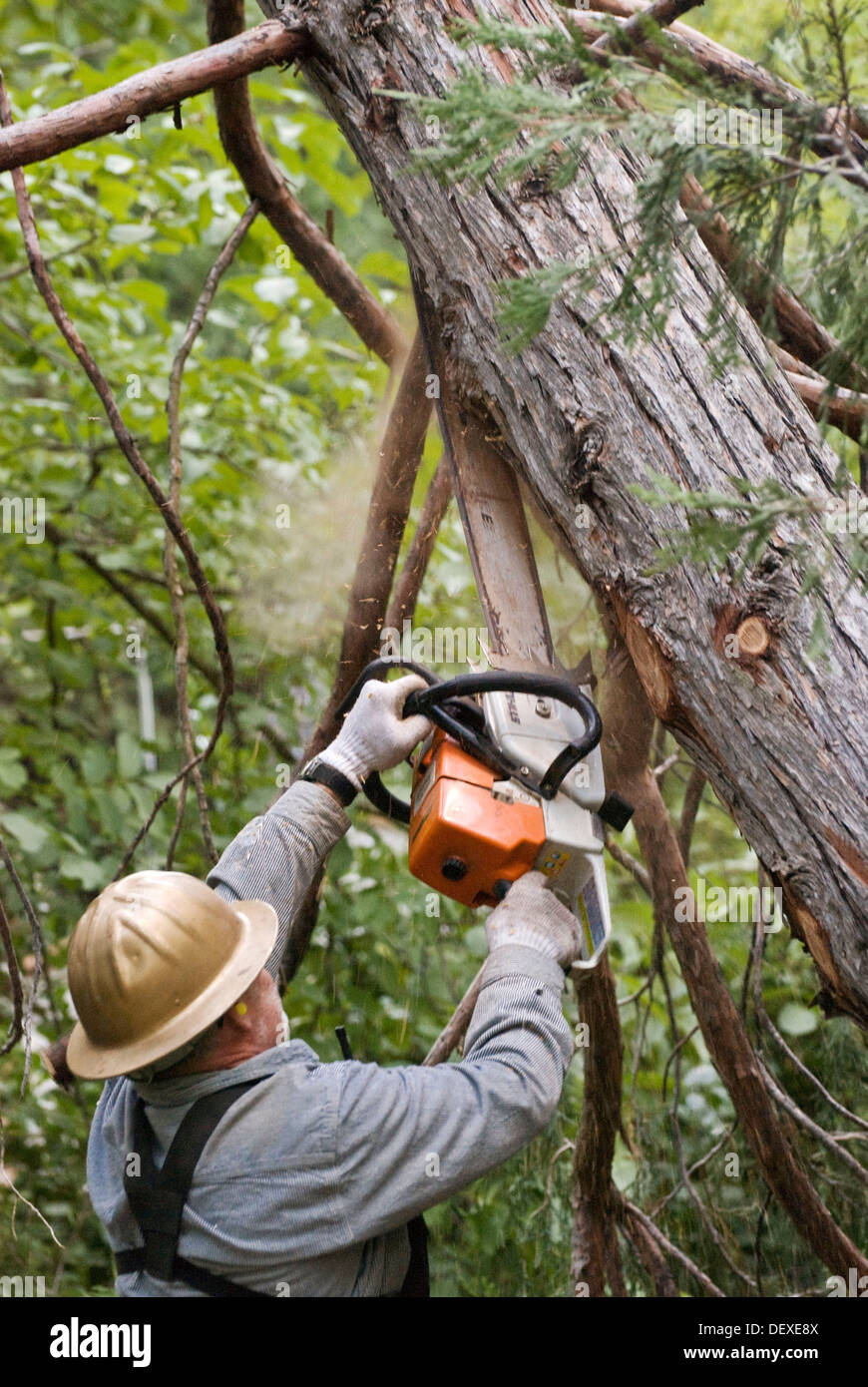 Logger with chainsaw removing limbs from felled tree Stock Photo