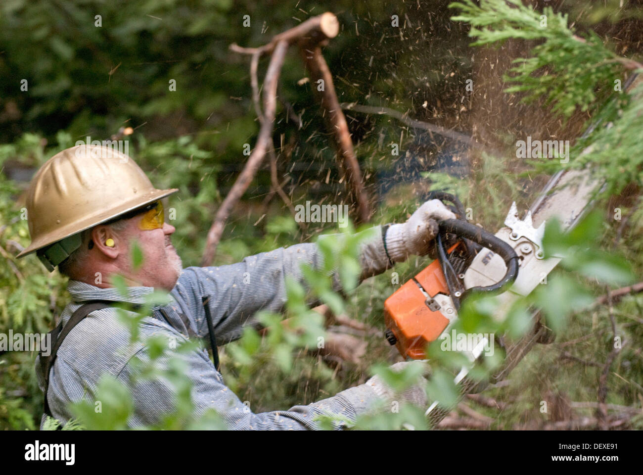 Logger with chainsaw trimming limbs on felled tree Stock Photo Alamy