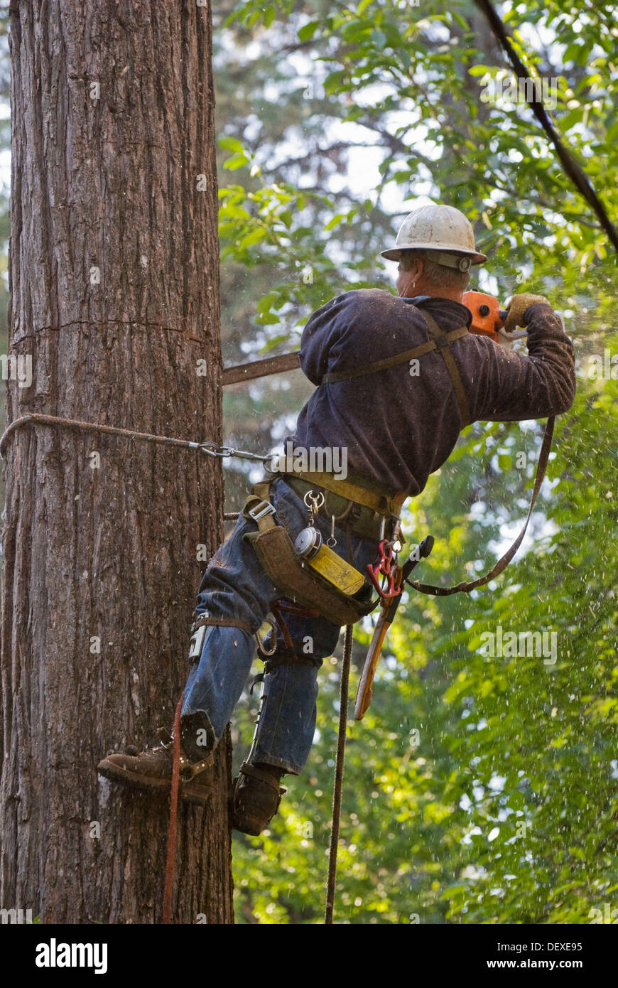 Logger high above ground cutting top off tree, crane holding top section Stock Photo