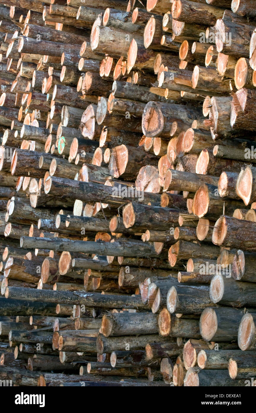 Huge pile of softwood logs at lumber mill, Eureka, California Stock