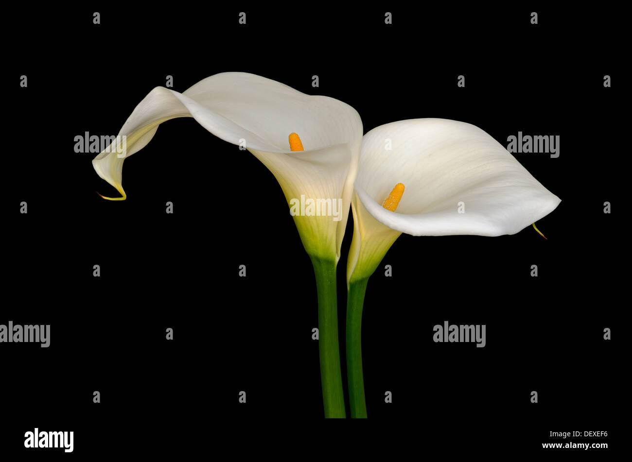 Arum lilies hi-res stock photography and images - Alamy