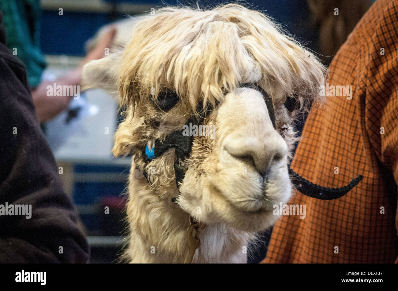 Pa. state farm show Stock Photo - Alamy