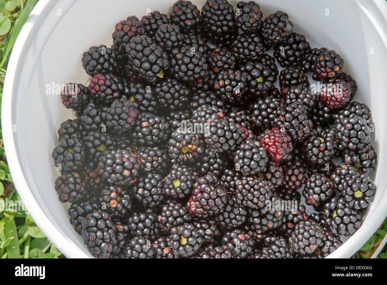 A white bucket full of fresh picked blackberries in summer Stock Photo