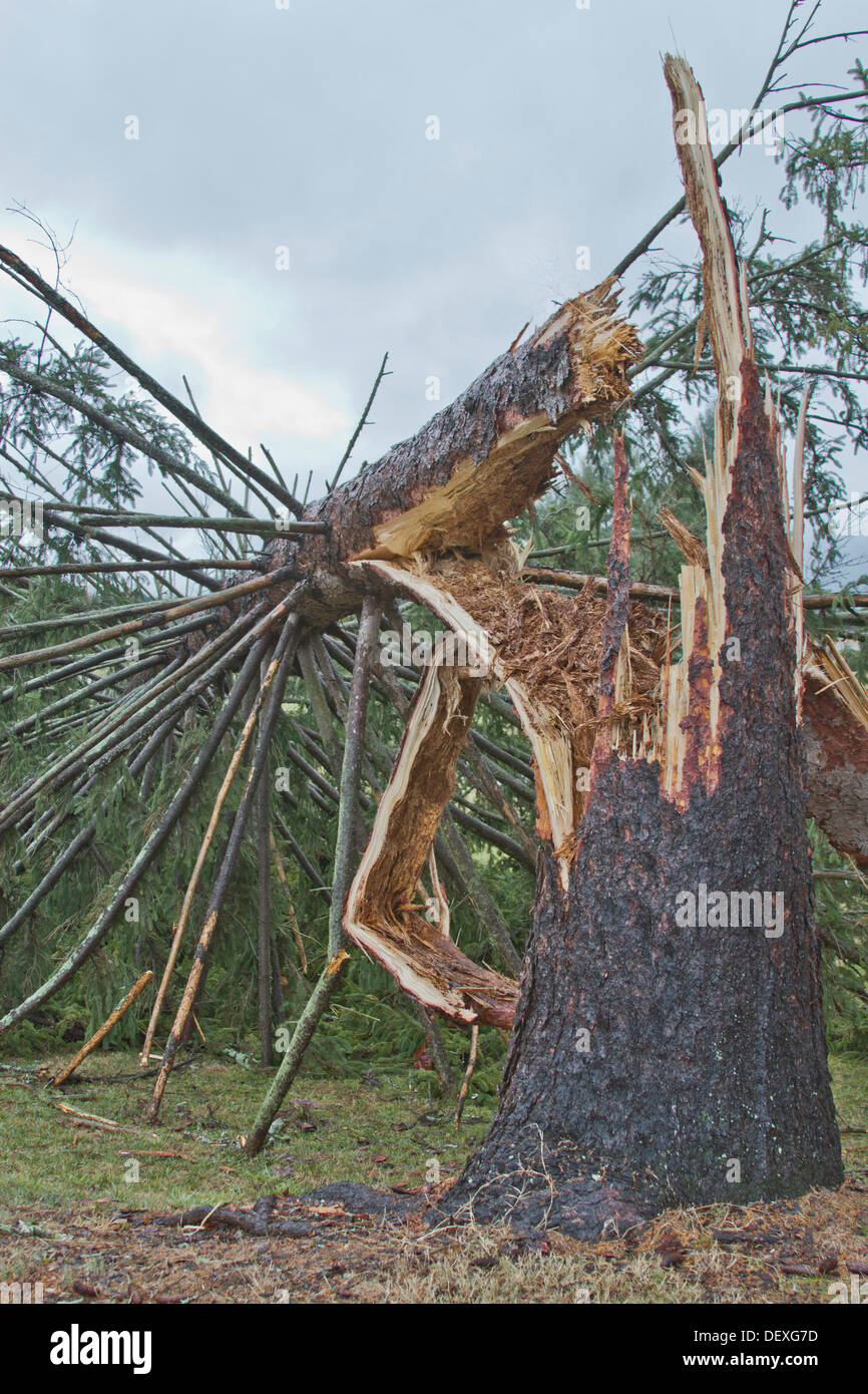 A pine tree snapped in half and splintered by wind from a storm Stock Photo