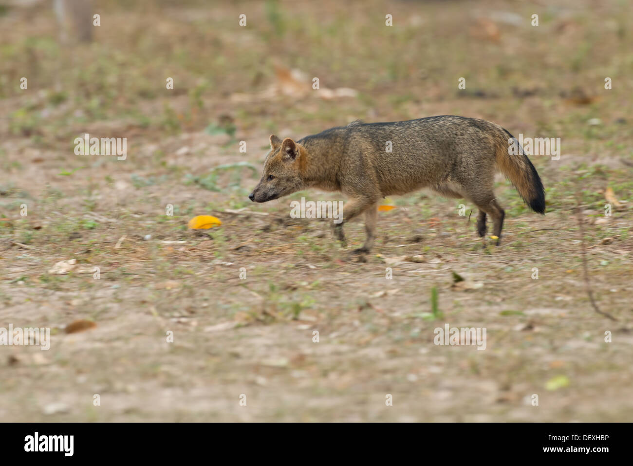 Stock photo of a crab eating fox, Pantanal, Brazil Stock Photo Alamy