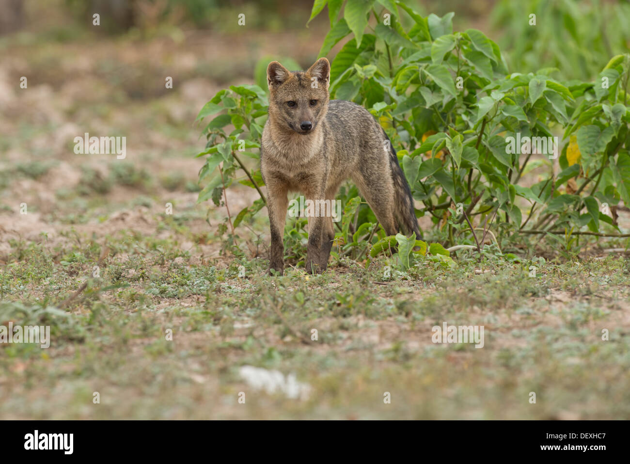 Stock photo of a crab eating fox, Pantanal, Brazil Stock Photo Alamy