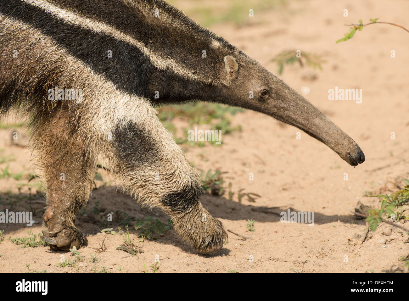Stock photo closeup image of a giant anteater, Pantanal, Brazil. Stock Photo