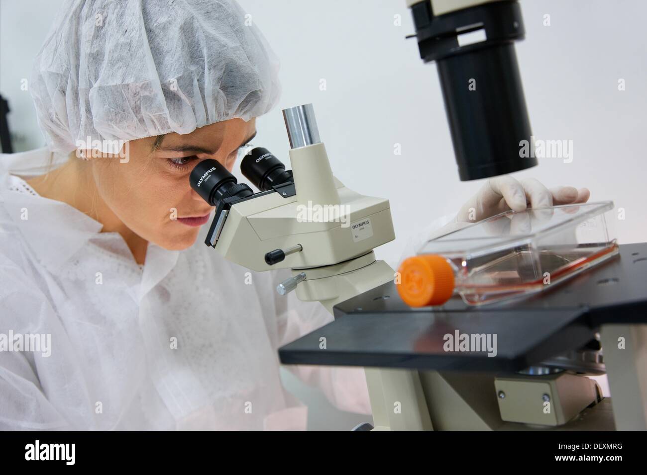 Researcher looking through an inverted microscope how a cell line looks