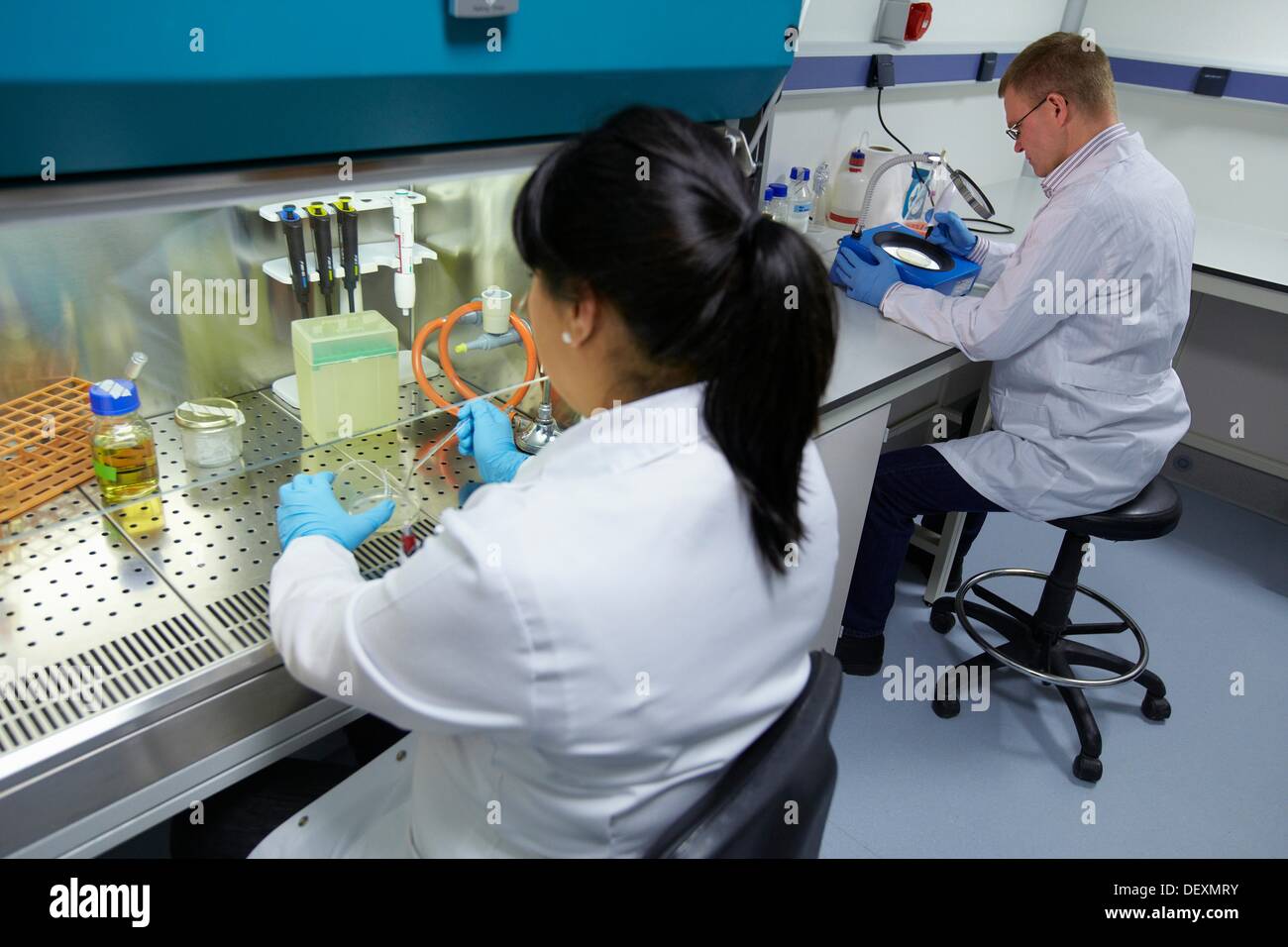 Cleanroom Microbiology Routine activities in laminar flow for