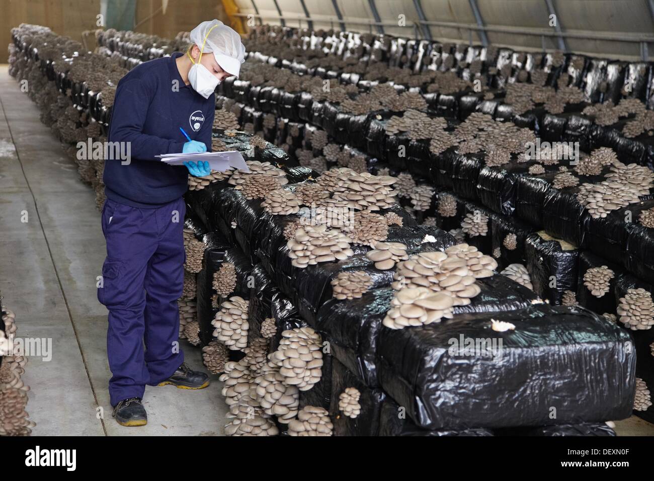 Pleurotus ostreatus, Oyster mushrooms cultivation, AgriFood, Ayecue