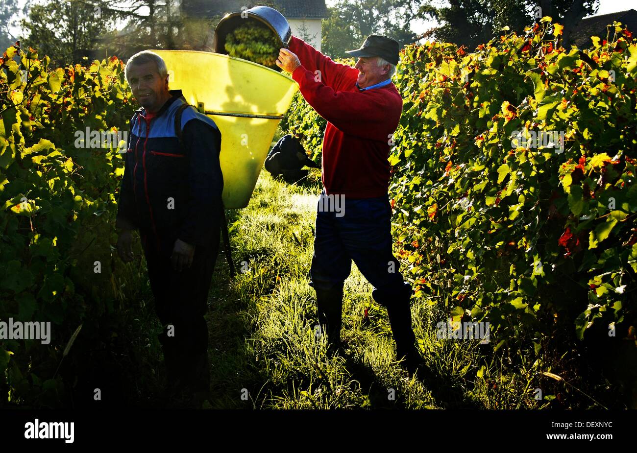Harvest by hand for the ´floc´ on the Domaine Jean Bon armagnac estate, Toujouse, Gers, Midi-Pyrenees, France Stock Photo