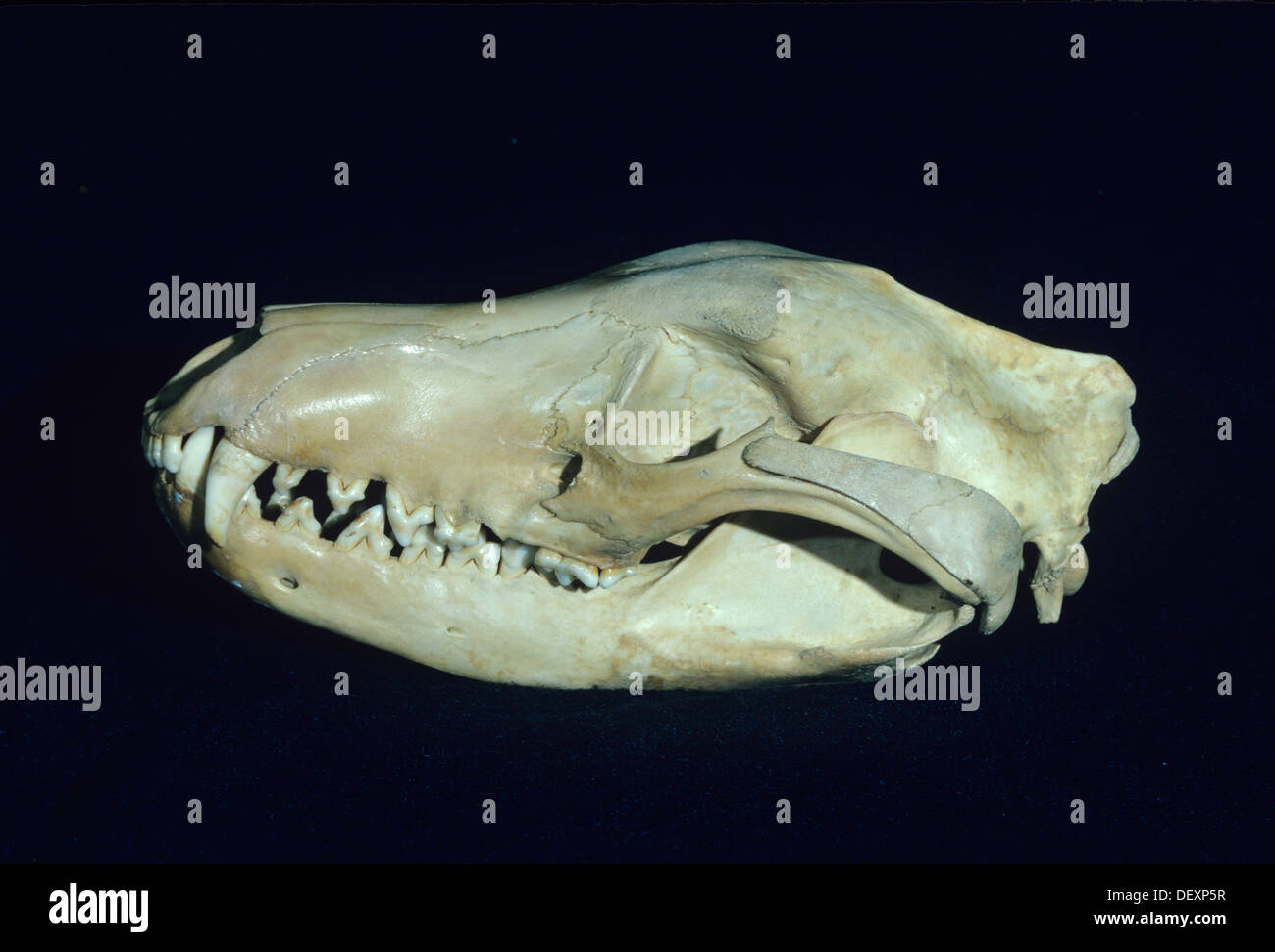 Thylacine Thylacinus cynocephalus Skull Note distinct supra orbital ridge Photographed in Tasmania Stock Photo