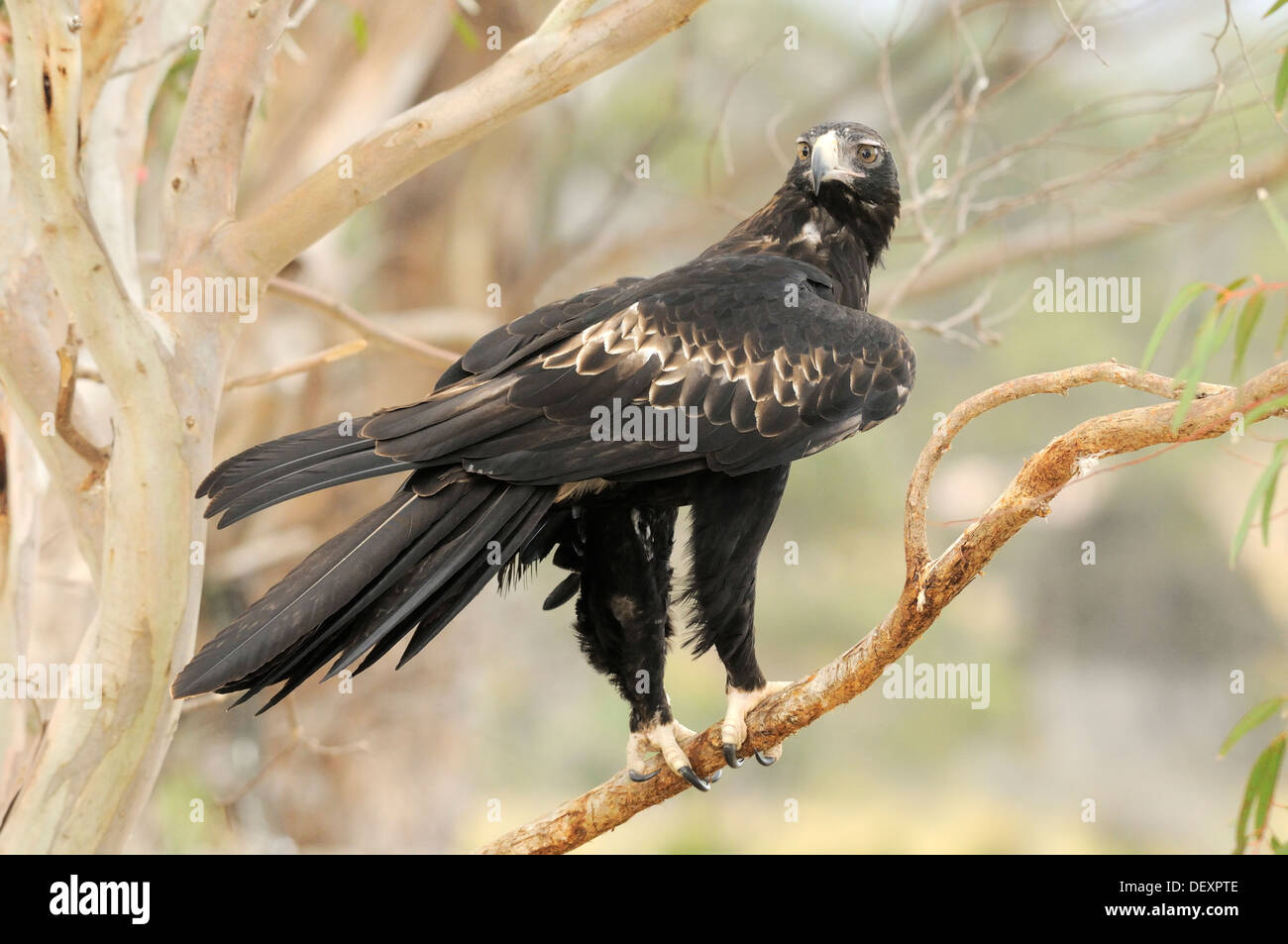 Wedge tailed eagle hi-res stock photography and images - Alamy
