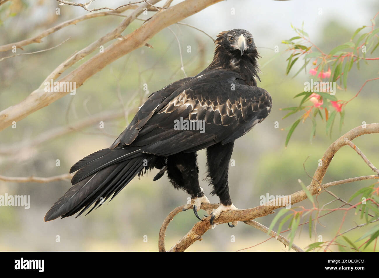 Wedge tailed eagle hi-res stock photography and images - Alamy