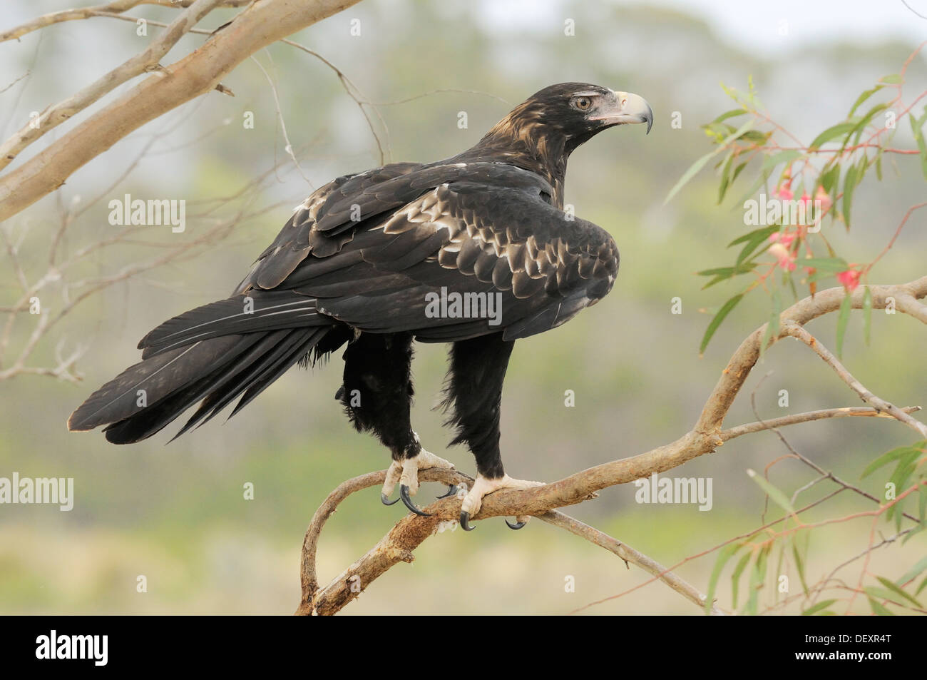 Wedge-tailed Eagle Aquila audax Adult Photographed in Tasmania, Australia Stock Photo