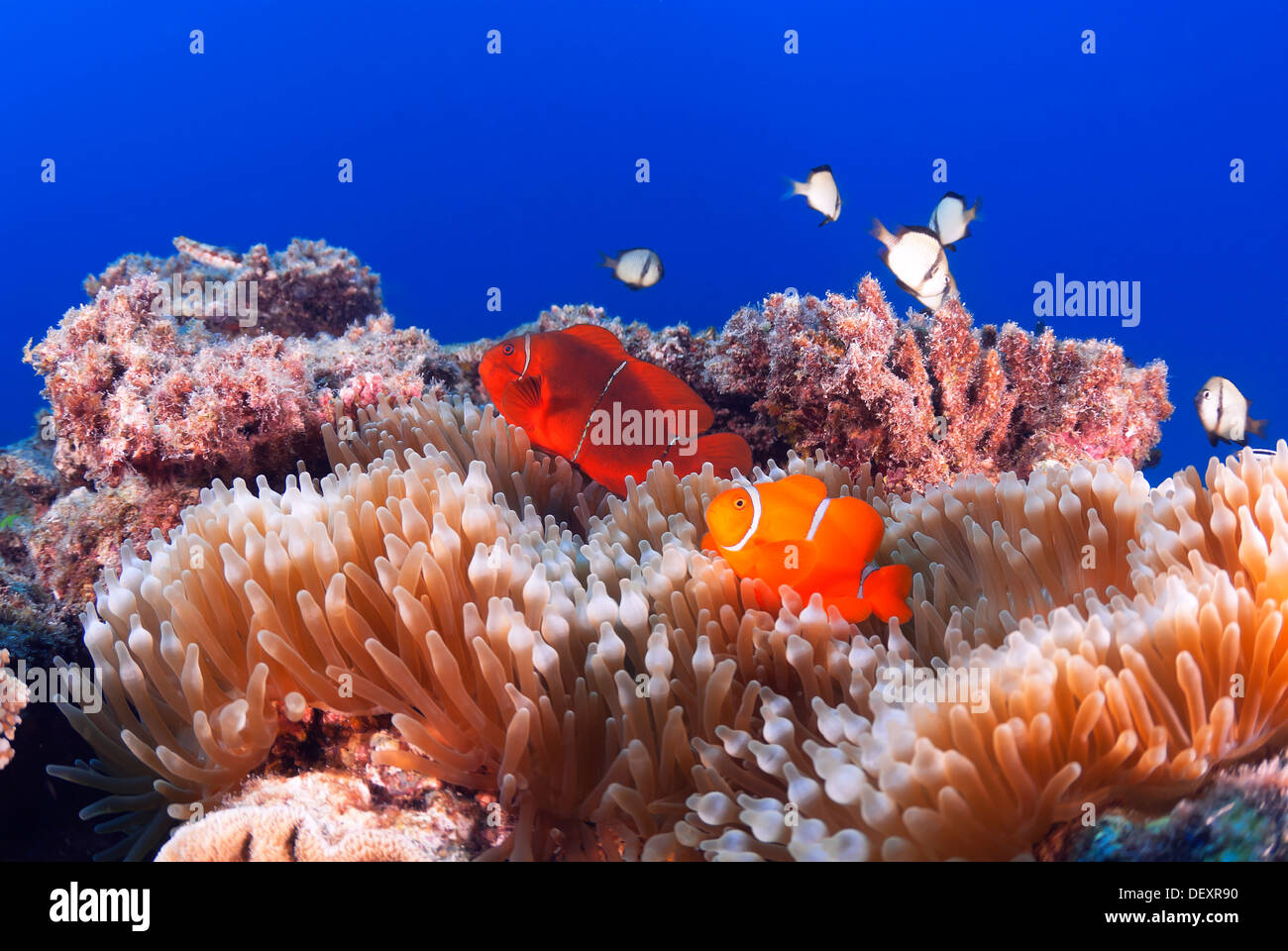 Spinecheek Anemonefish Premnas biaculeatus Great Barrier Reef, Coral Sea, Pacific Ocean, Queensland, Australia Stock Photo