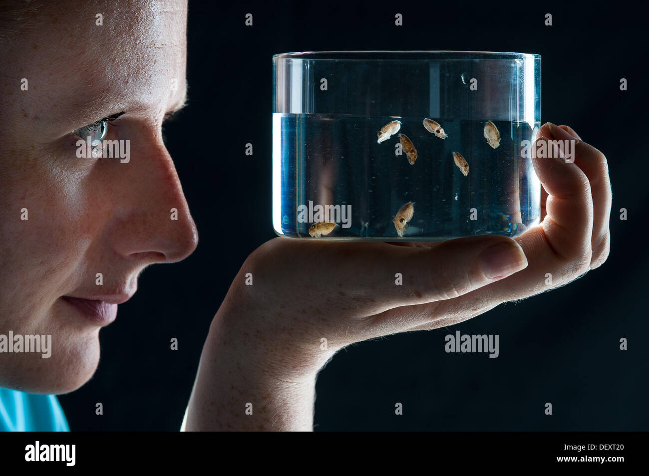 Brighton, UK. 24th Sep, 2013. Carey Duckhouse checks young cuttlefish ...