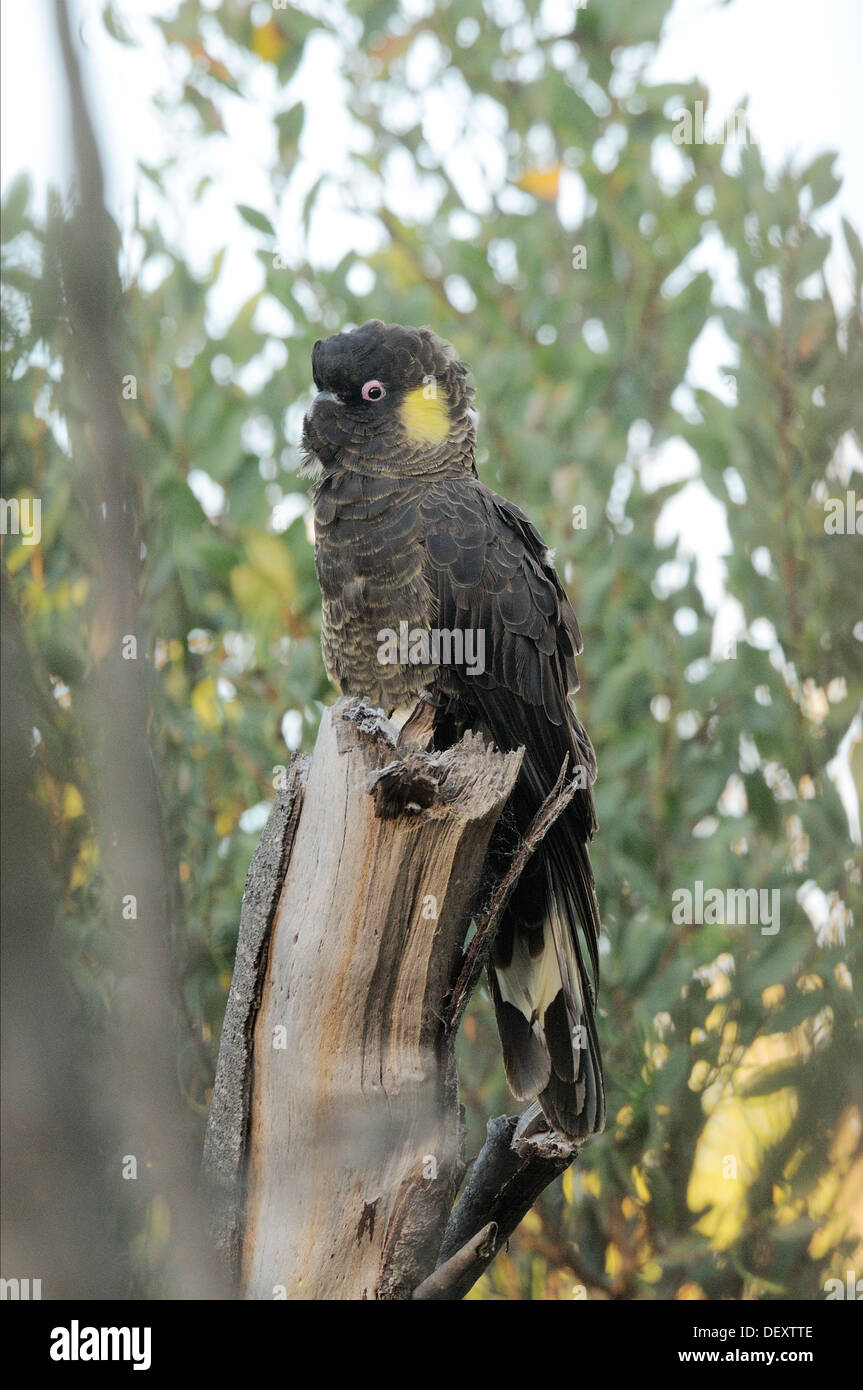 Yellow-tailed Black Cockatoo Calyptorhynchus funereus Photographed in Tasmania, Australia Stock Photo