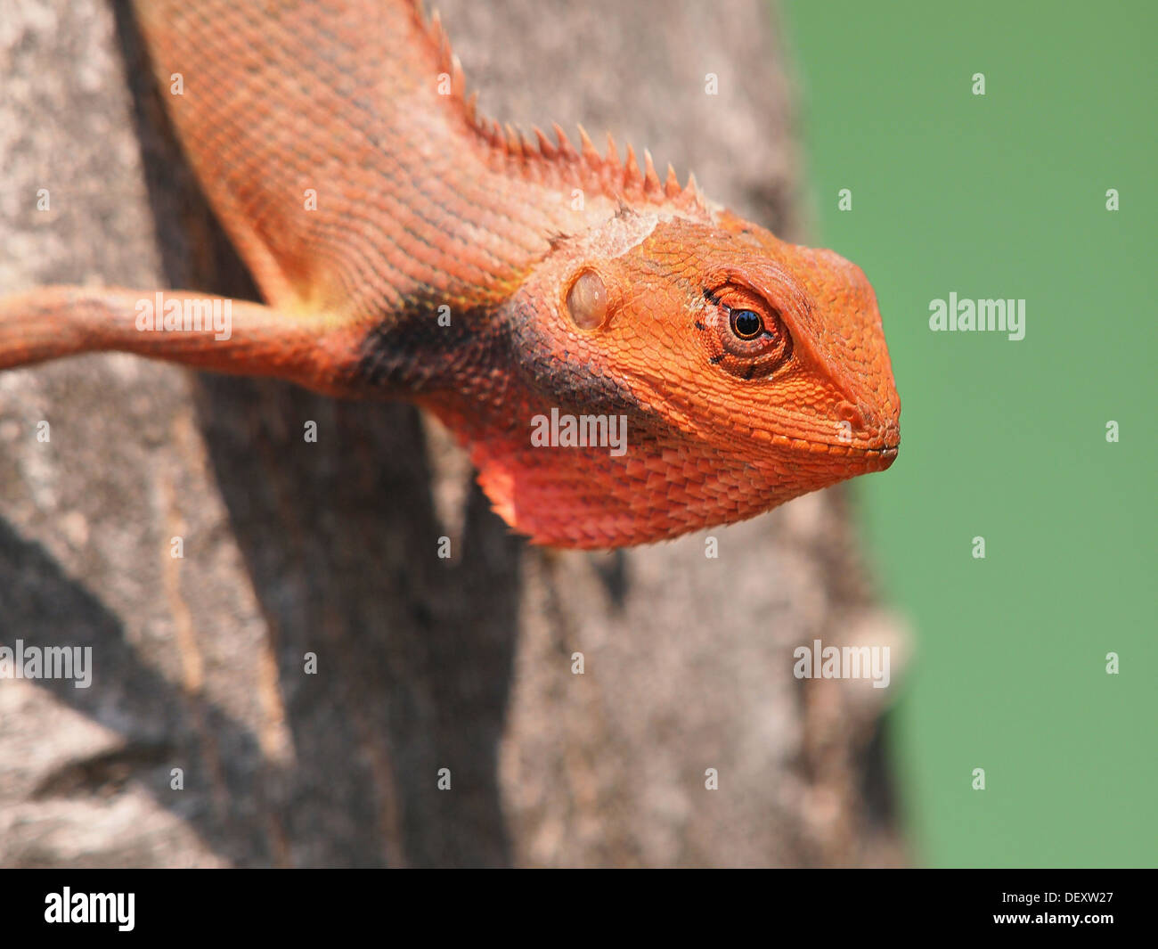 Snapshots of Nature: Long Island Lizards