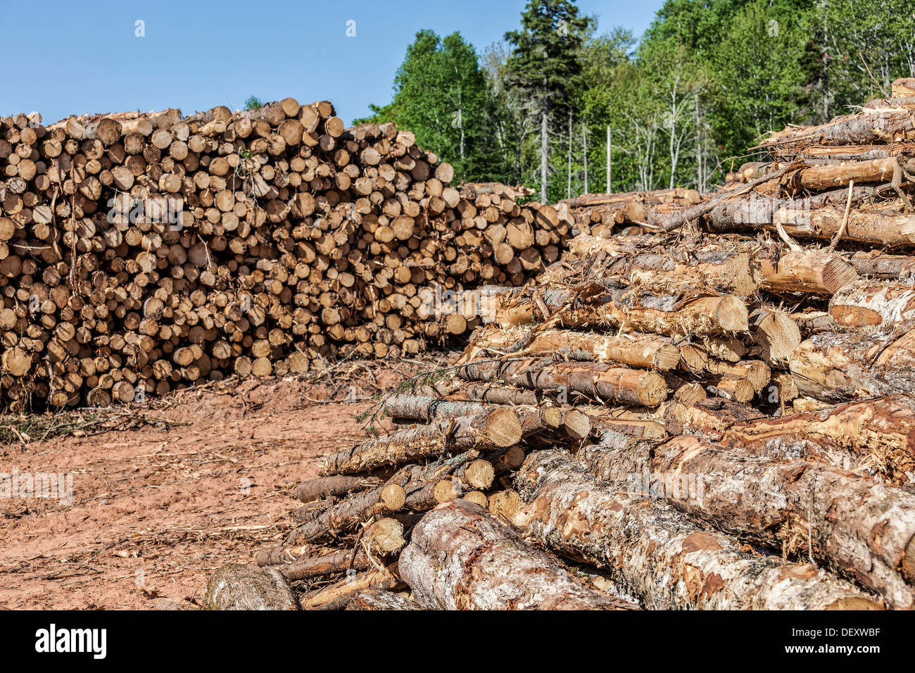 Stacks of logs in a lumber camp Stock Photo Alamy