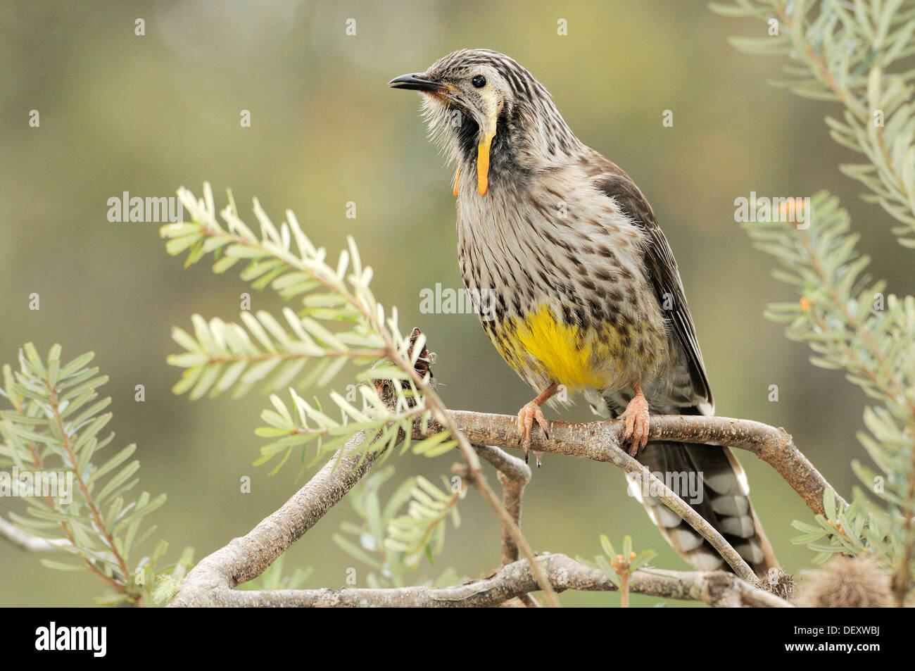 Yellow Wattlebird Anthochaera paradoxa Endemic to Tasmania Stock Photo