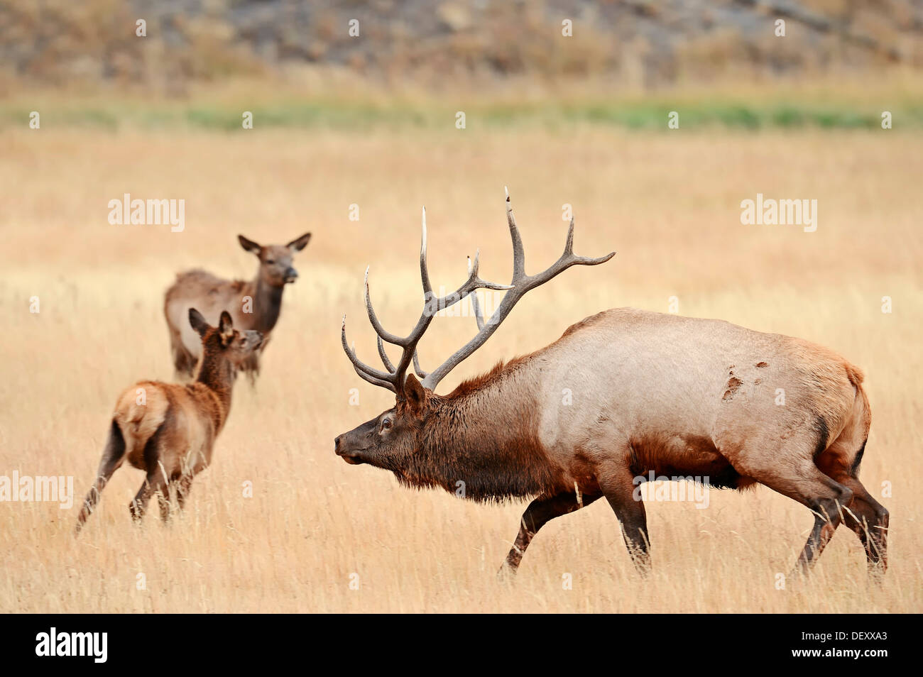 Wapiti or Elk (Cervus canadensis, Cervus elaphus canadensis), male and