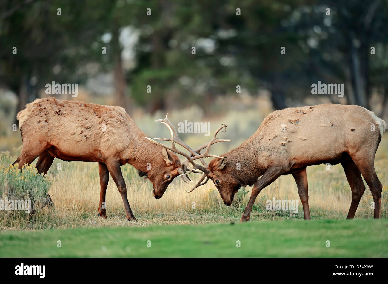 Elk fighting hires stock photography and images Alamy