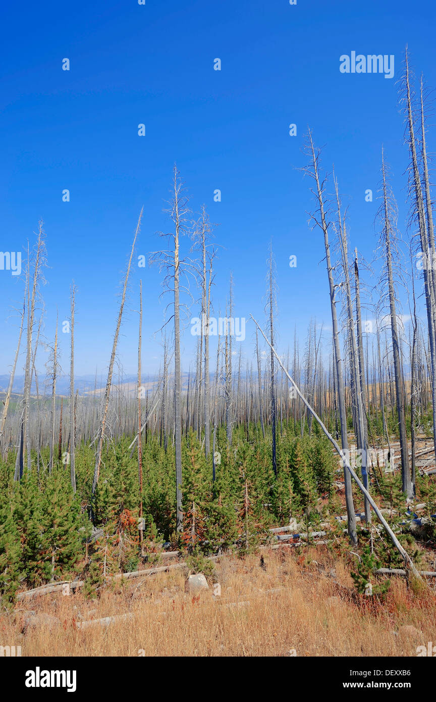Coniferous forest with dead and regrowing conifers after a forest fire, Yellowstone National Park, Wyoming, USA Stock Photo