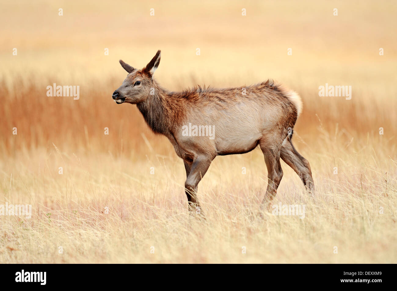 Young Wapiti or Elk (Cervus canadensis, Cervus elaphus canadensis), Yellowstone National Park, Wyoming, USA Stock Photo