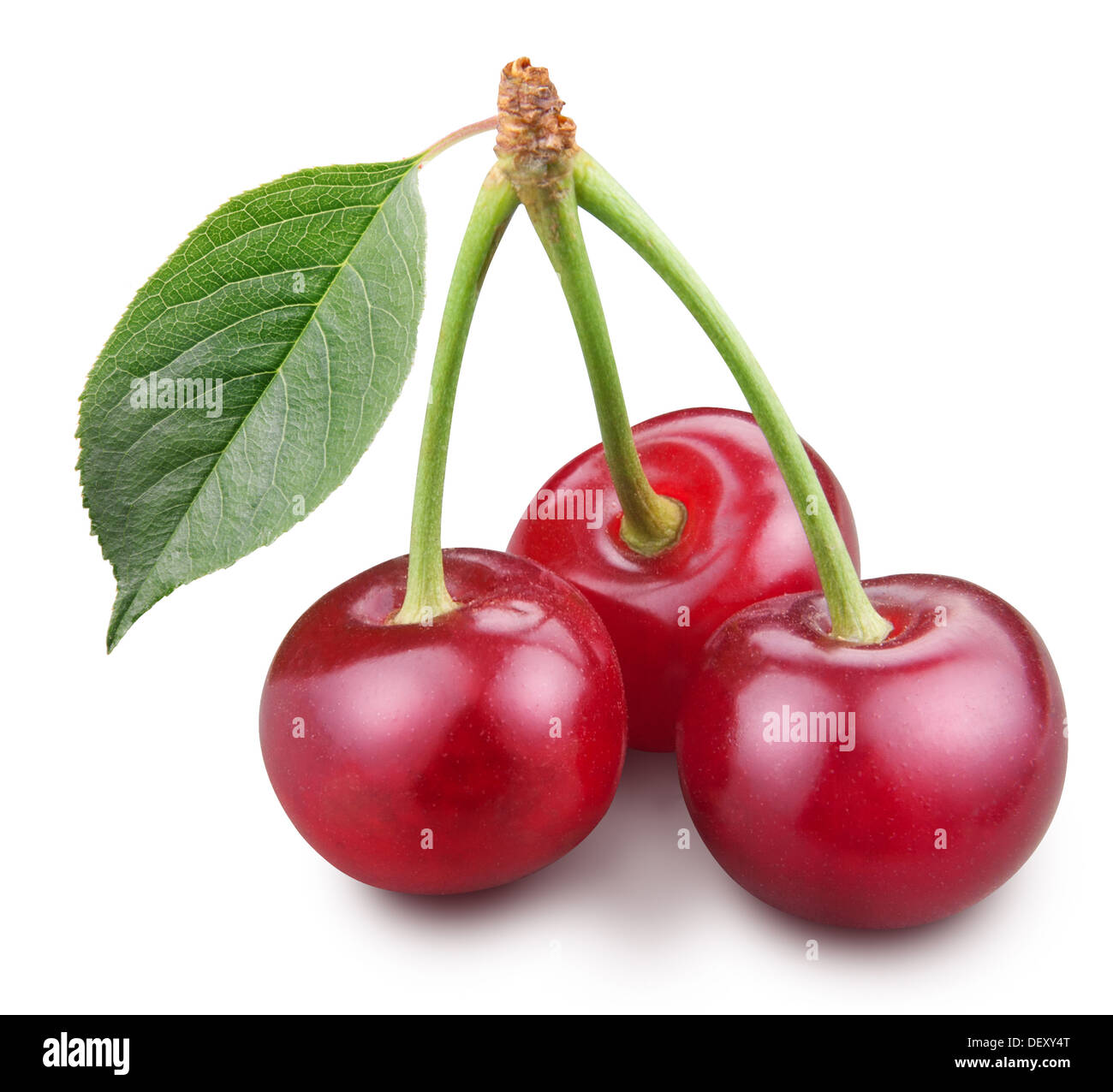 Three ripe cherries isolated on a white background. Stock Photo