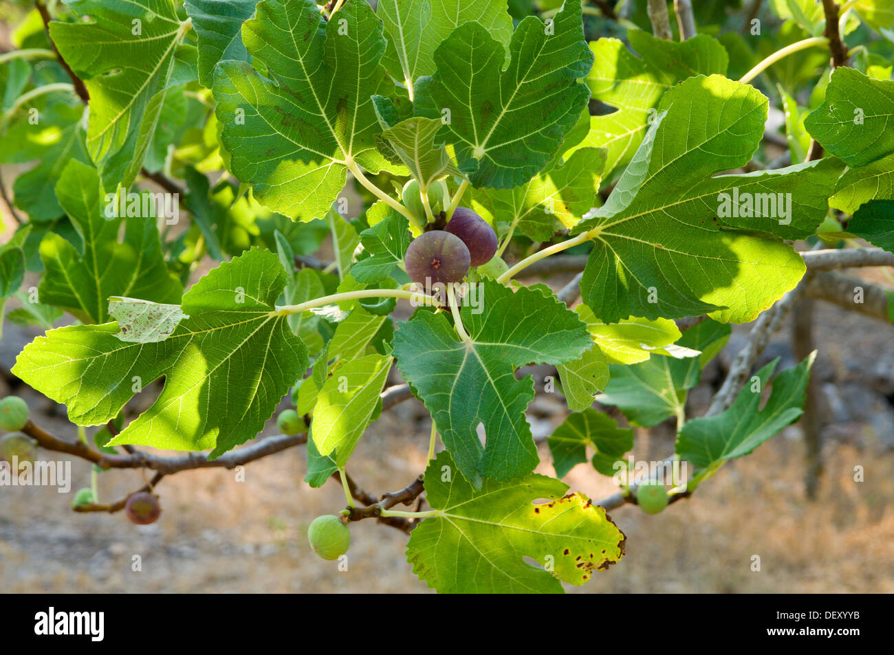 Fig tree ficus carica greek hellas fruit farm meganisi island hires