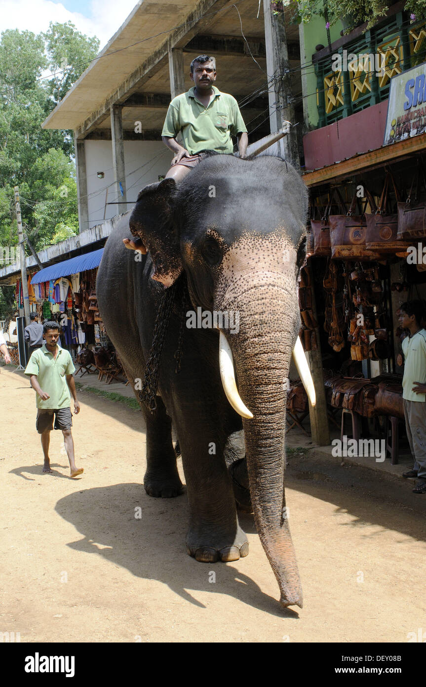 Pinnawala Elephant Ride
