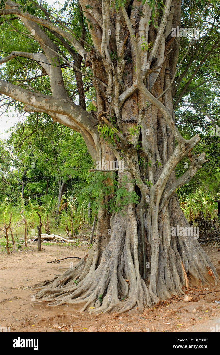 Tree. Sri Lanka Stock Photo Alamy