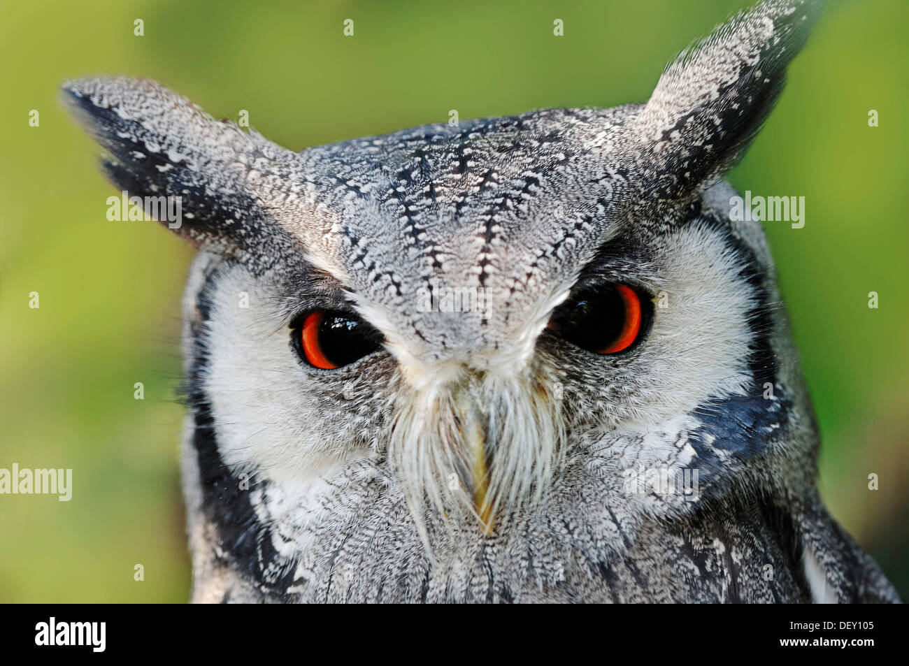 Northern White-faced Owl or White-faced Scops-Owl (Ptilopsis leucotis, Otus leucotis), portrait, native to Africa, in captivity Stock Photo